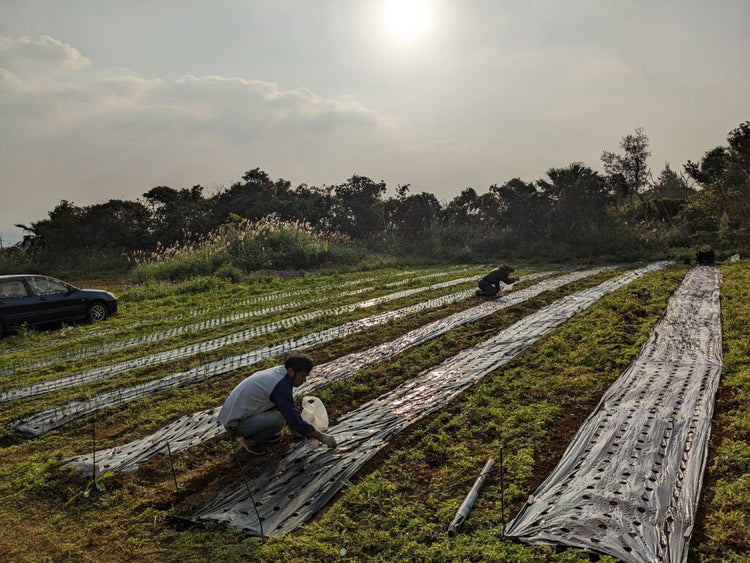 モーレツ月桃ガーリックオイル グリーン 170g